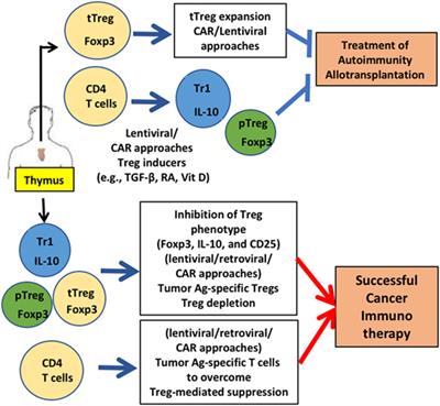 Therapeutic Potential of Gene-Modified Regulatory T Cells: From Bench to Bedside